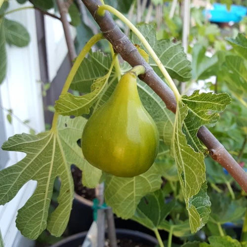 5 White Adriatic Fig Cuttings | Ficus carica | Live Unrooted Stems for Propagation | Sweet Green-Skinned Fruit for Home Orchard