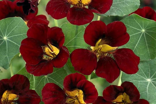 Black Velvet Nasturtium Seeds | Heirloom Non-GMO | Edible Flowers | Tropaeolum majus