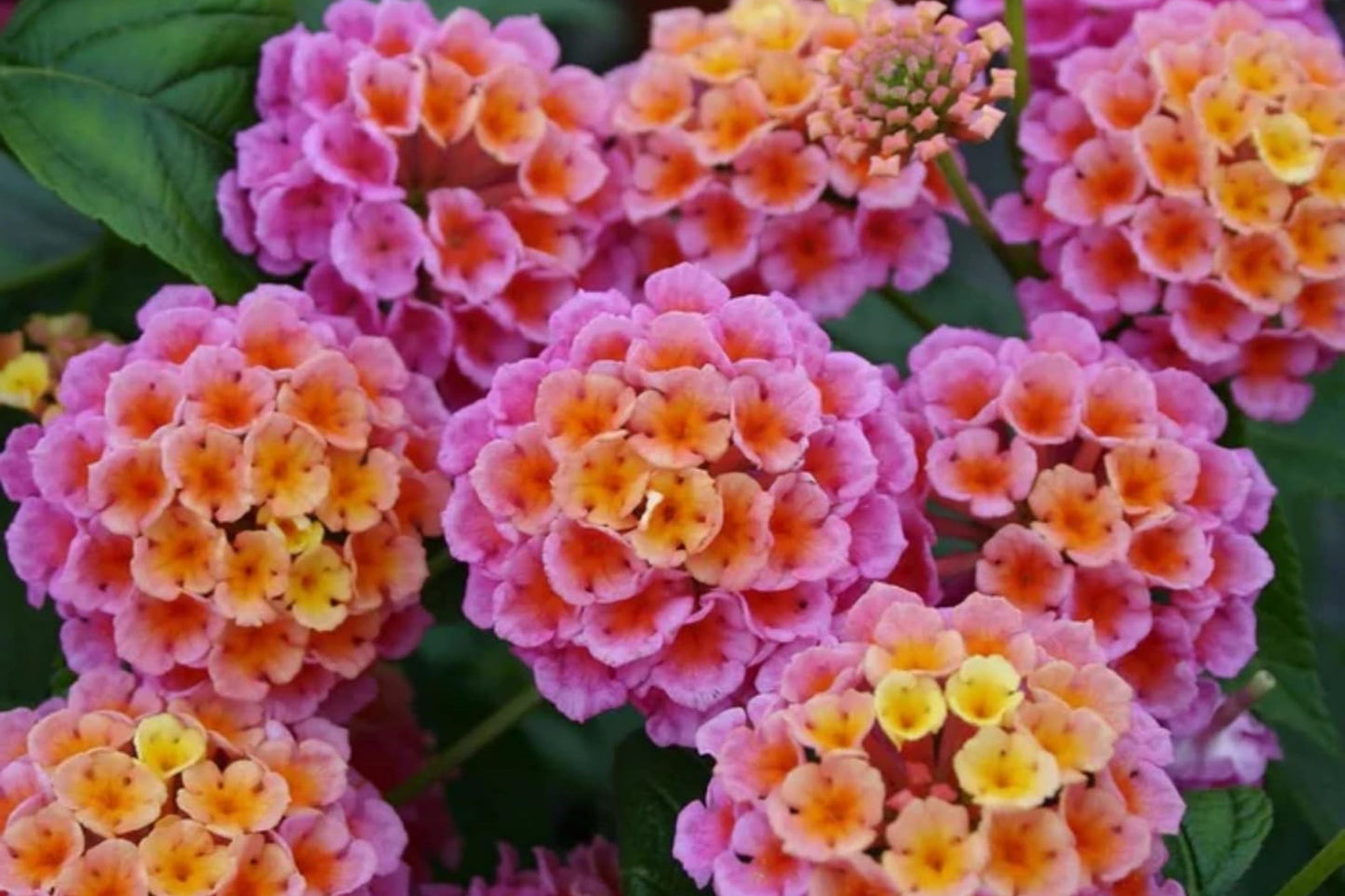 Lantana Flower Seeds - 300+ Mixed Color Seeds for Planting - Lantana camara