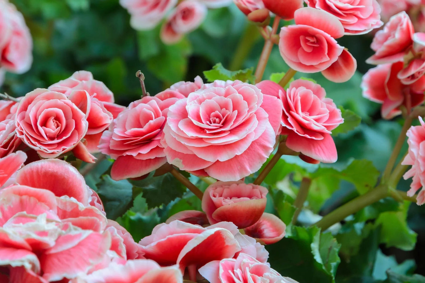 Berry Flame Begonia Seeds - 45/125 Non-GMO Flower Seeds - Bright Colorful Blooms - Ideal for Gardens and Containers - Begonia spp.