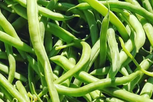 Blue Lake Pole Bean Seeds - Non-GMO Bulk Fresh Garden Seeds - Phaseolus vulgaris