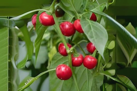 250mg Seeds Red Cherry Sweet Pepper | Heirloom Garden Vegetable Seeds