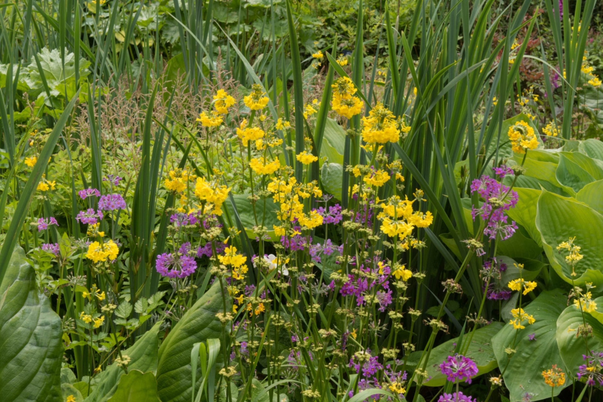 Hosta Seeds for Planting Outdoors - 100+ Mixed Color Rare Perennial Flower Seeds (Hosta spp.)