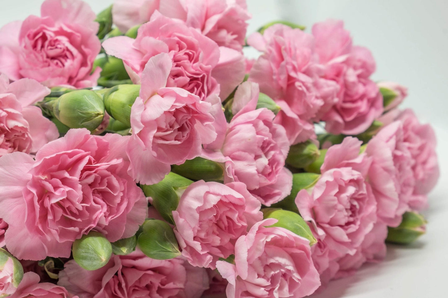 La France Carnation Seeds | 50-1,000 Non-GMO Seeds | Dianthus caryophyllus | Free Shipping