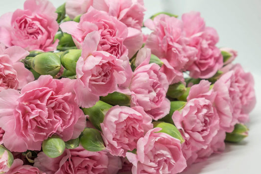 La France Carnation Seeds | 50-1,000 Non-GMO Seeds | Dianthus caryophyllus | Free Shipping