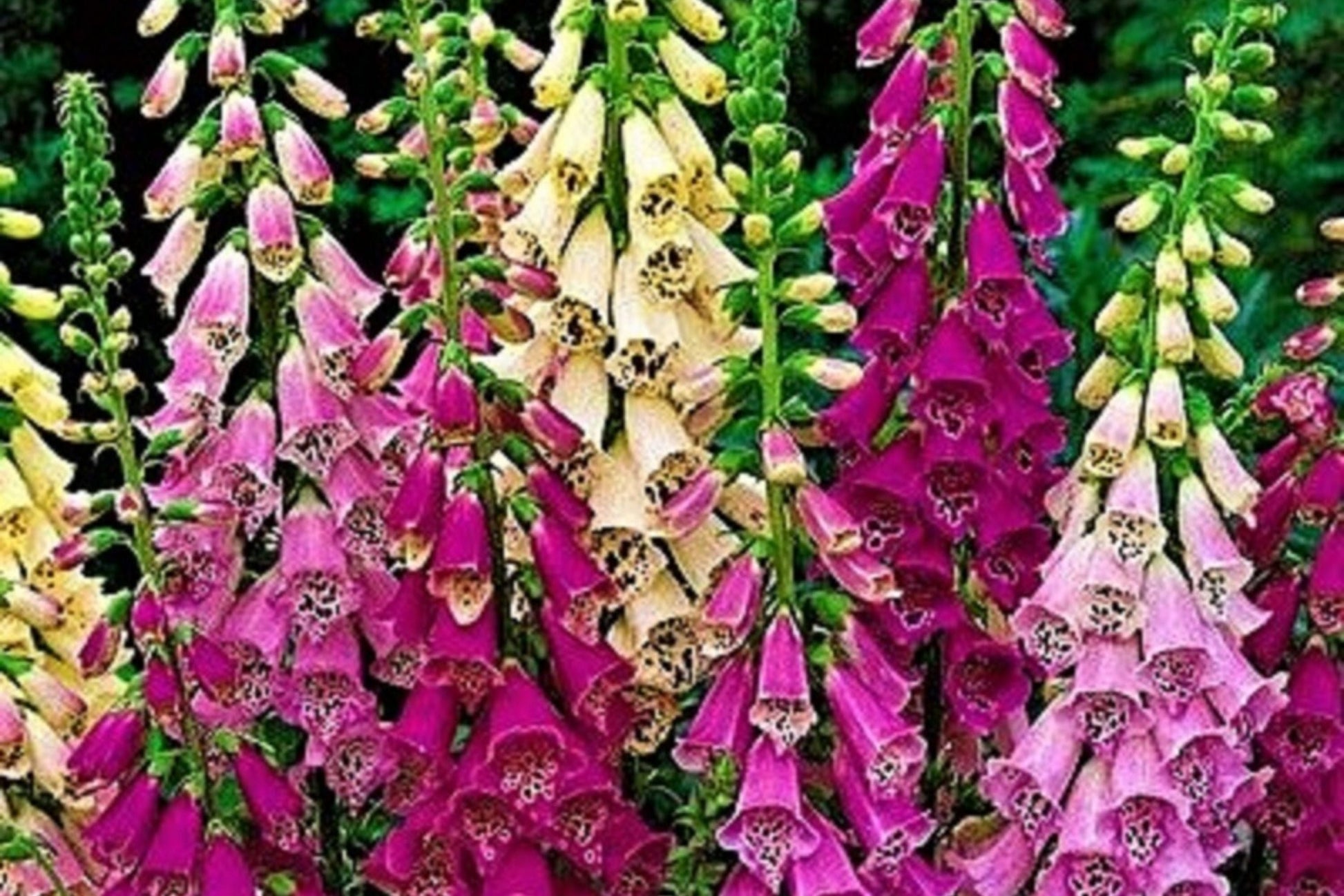 Apricot Beauty Foxglove Seeds | 200-4,000 Non-GMO Seeds | Digitalis purpurea | Flowering Plant for Gardens