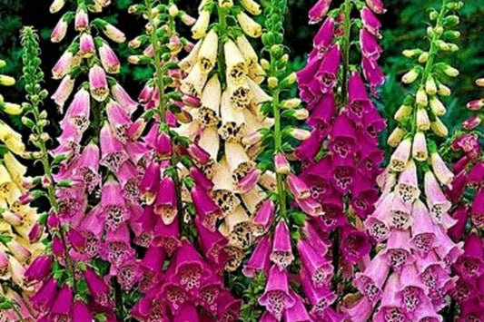 Apricot Beauty Foxglove Seeds | 200-4,000 Non-GMO Seeds | Digitalis purpurea | Flowering Plant for Gardens
