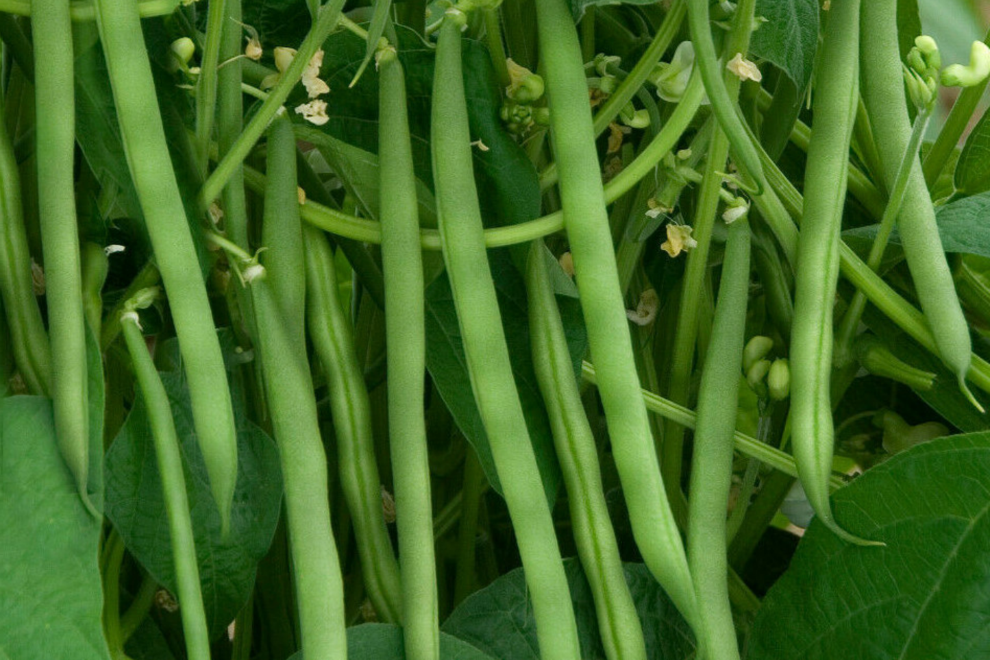Yard Long Green Bean Seeds - Non-GMO Garden Seeds - 40+ Seeds - USA Grown