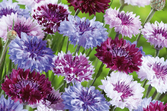 Bachelor Button Cornflower Mixed Seeds | NON-GMO Heirloom Garden Seeds | Centaurea cyanus