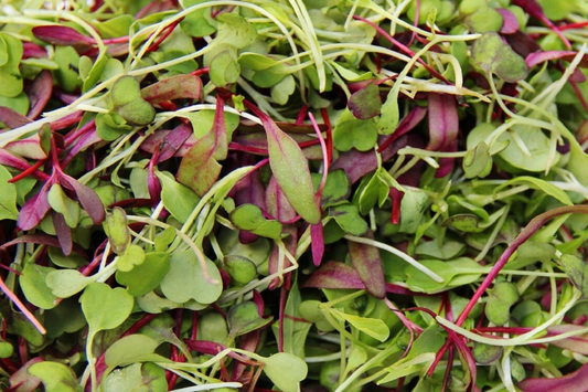 Basic Salad Mix Microgreen Seeds | Non-GMO Bulk Garden Seeds | Fresh Edible Greens | USA Grown