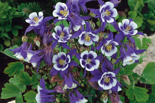 Blue Star Columbine Seeds | Non-GMO Seeds | Aquilegia caerulea | Flower Garden Seed Store