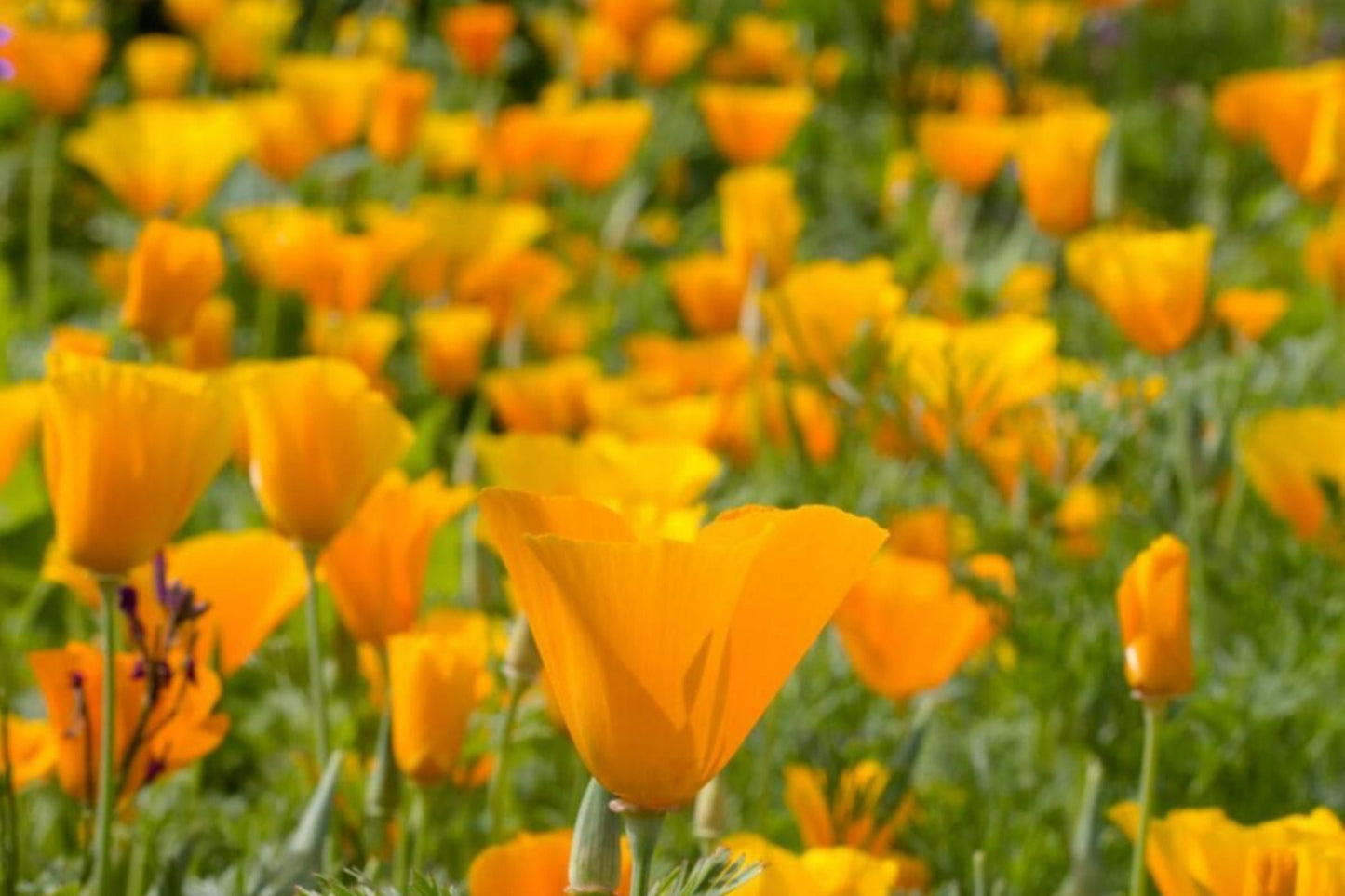 California Poppy Seeds | Orange Flower Seeds for Planting | Non-GMO Garden Seeds | Eschscholzia californica