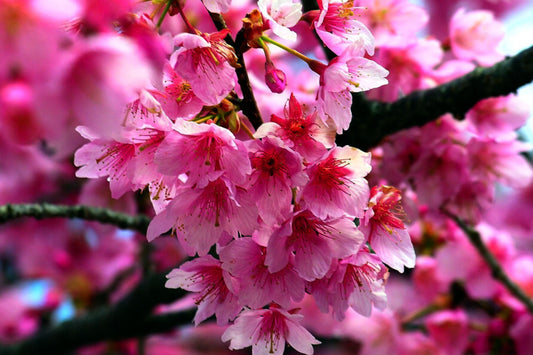 Japanese Sakura Cherry Blossom Tree Seeds - Hardy Flower Plant (Prunus sargentii) - Beautiful Pink Blooms