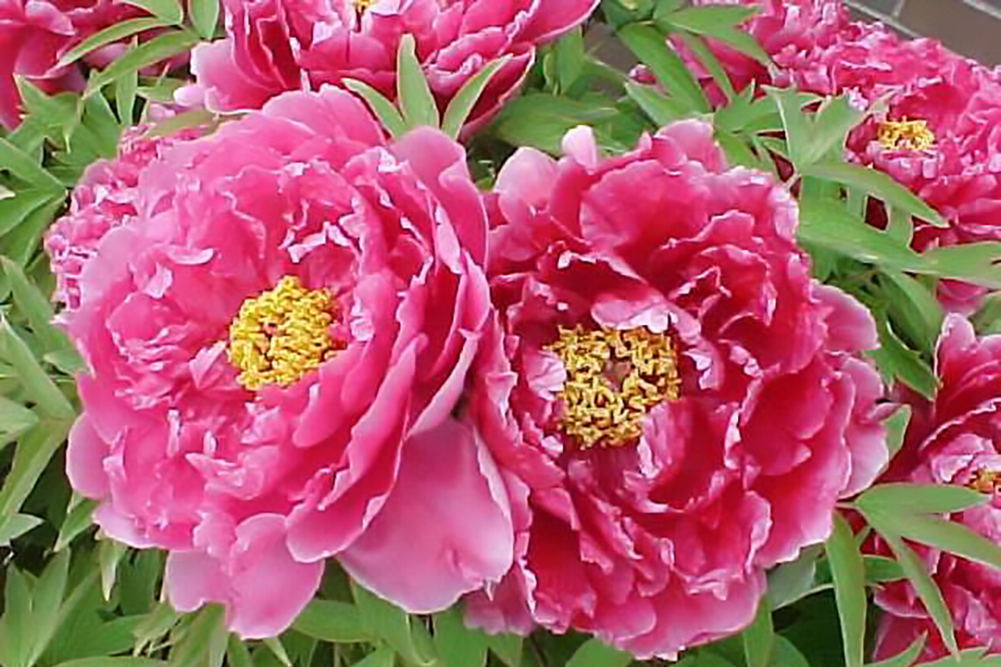 Tree Peony Seeds, Hardy Varietal with Showy Flowers, Paeonia suffruticosa