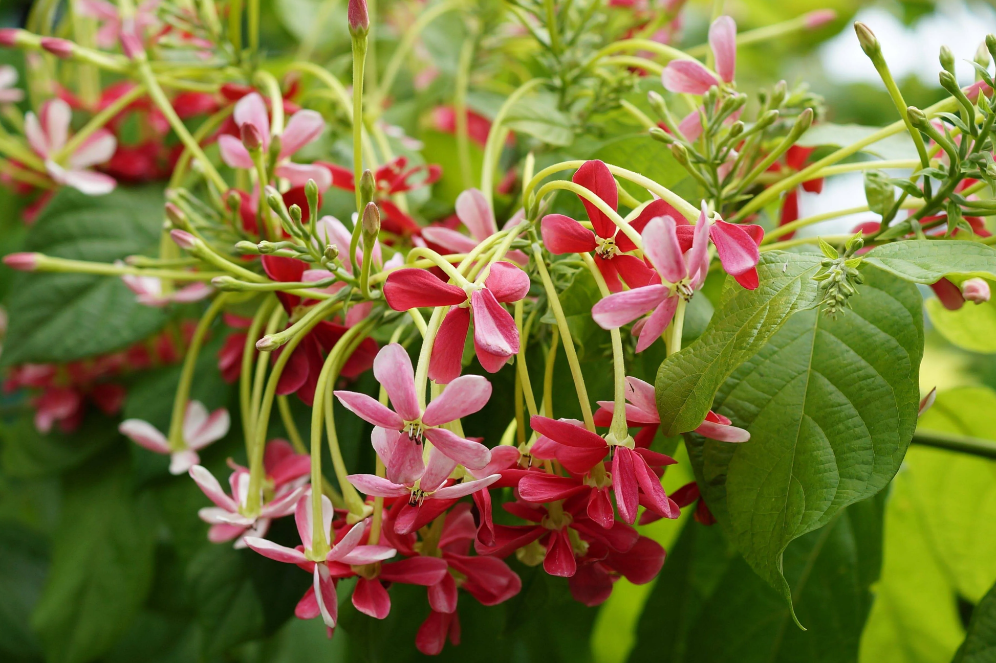 Rangoon Creeper Seeds - 5 Red Pink Quisqualis Flower Seeds - Combretum indicum for Gardens and Landscaping