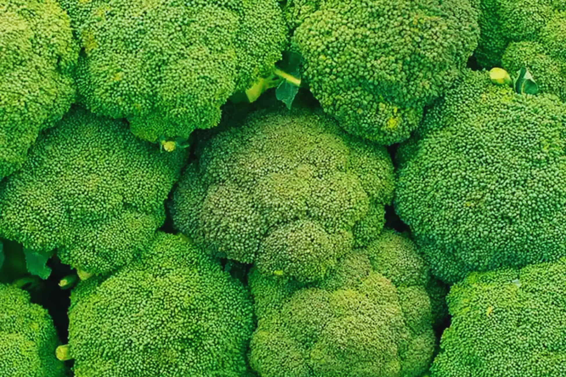 Broccoli Seeds | Non-GMO Heirloom Variety | Fresh Garden Seeds | Brassica oleracea