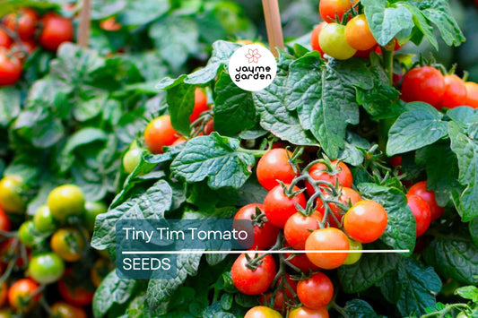 Tiny Tim Tomato Seeds | Heirloom, Non-GMO | 1" Fruit | 55 Days | USDA Zones 3-10 | Free Shipping