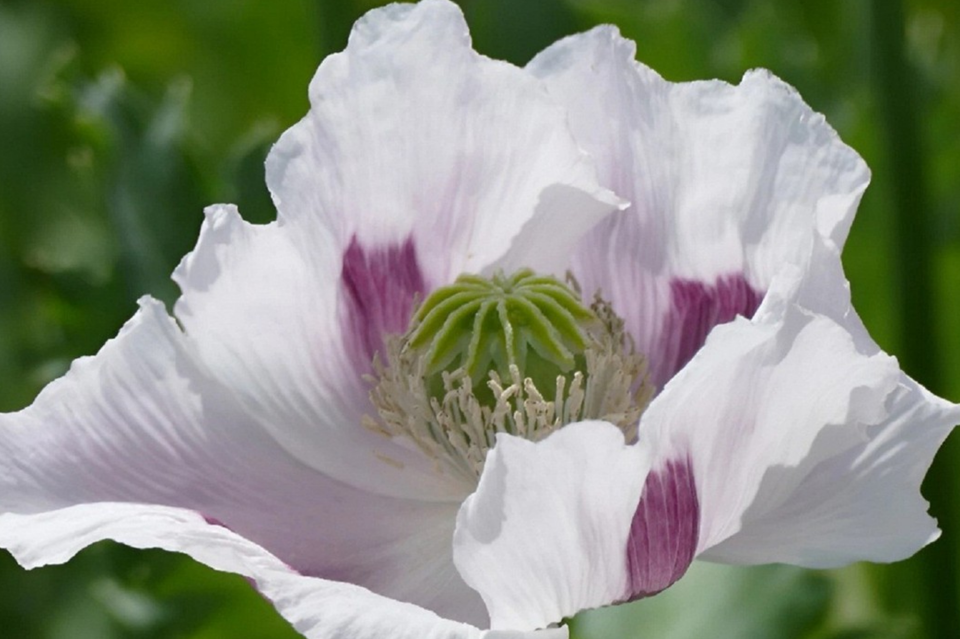 Organic Poppy Seeds for Planting - 20,000 Count - Papaver somniferum - Czech Republic Variety