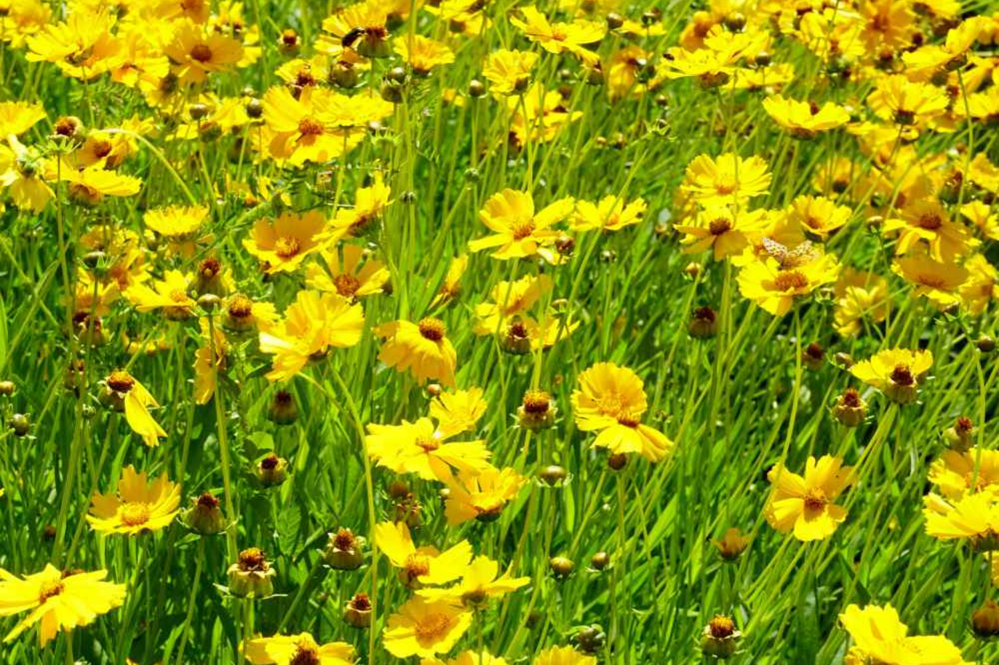 Lance Leaf Coreopsis Seeds | Non-GMO | Coreopsis lanceolata | Flower Seeds for Garden