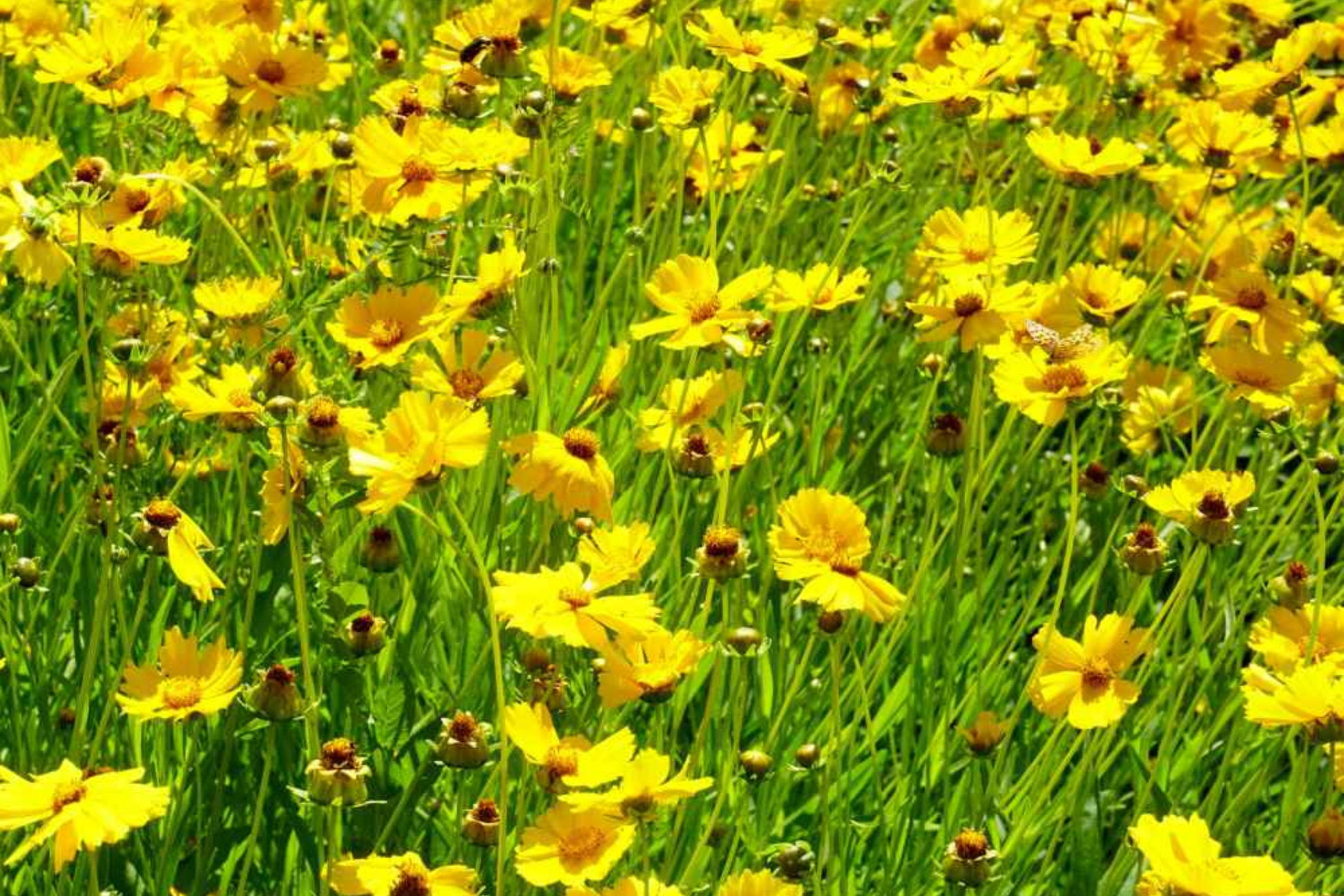 Lance Leaf Coreopsis Seeds | Non-GMO | Coreopsis lanceolata | Flower Seeds for Garden