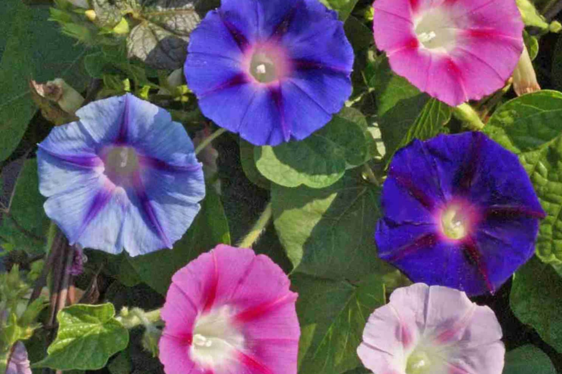 Morning Glory Climbing Vine Seeds - 100 Seeds Packet - Colorful Flowers - Ipomoea purpurea
