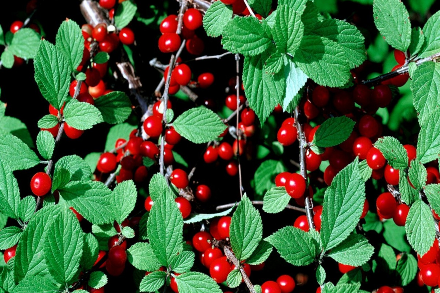 Nanking Cherry Tree Seeds - Prunus tomentosa - Fast Growing, Hardy Fruit Variety