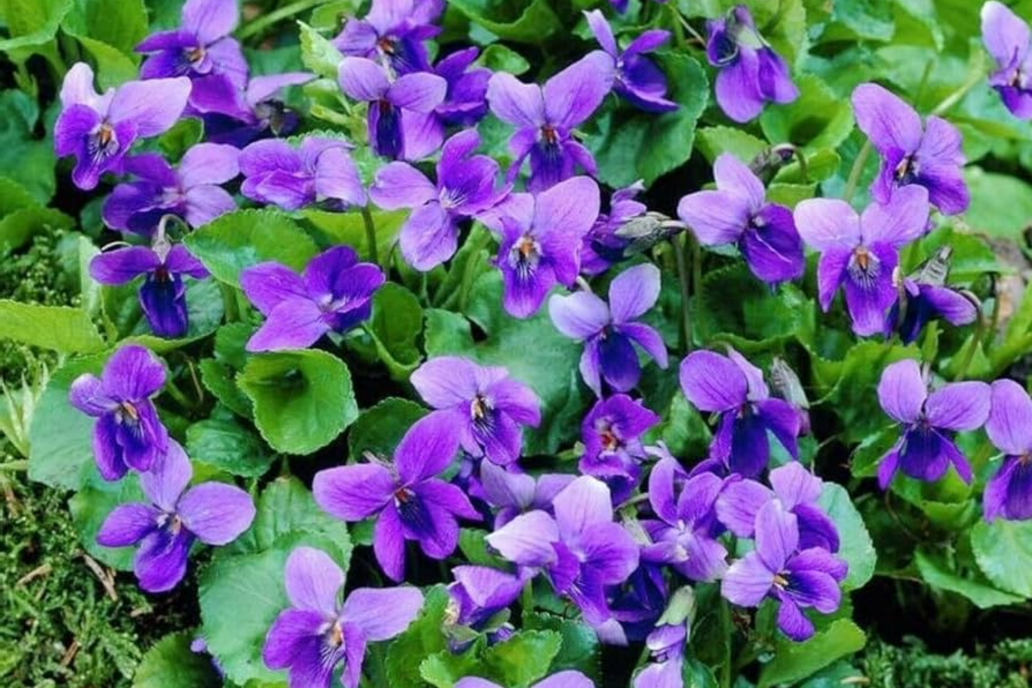 Perennial Sweet Violet Flower Seeds - 300+ Non-GMO Mixed Seeds for Planting Outdoors - Viola odorata