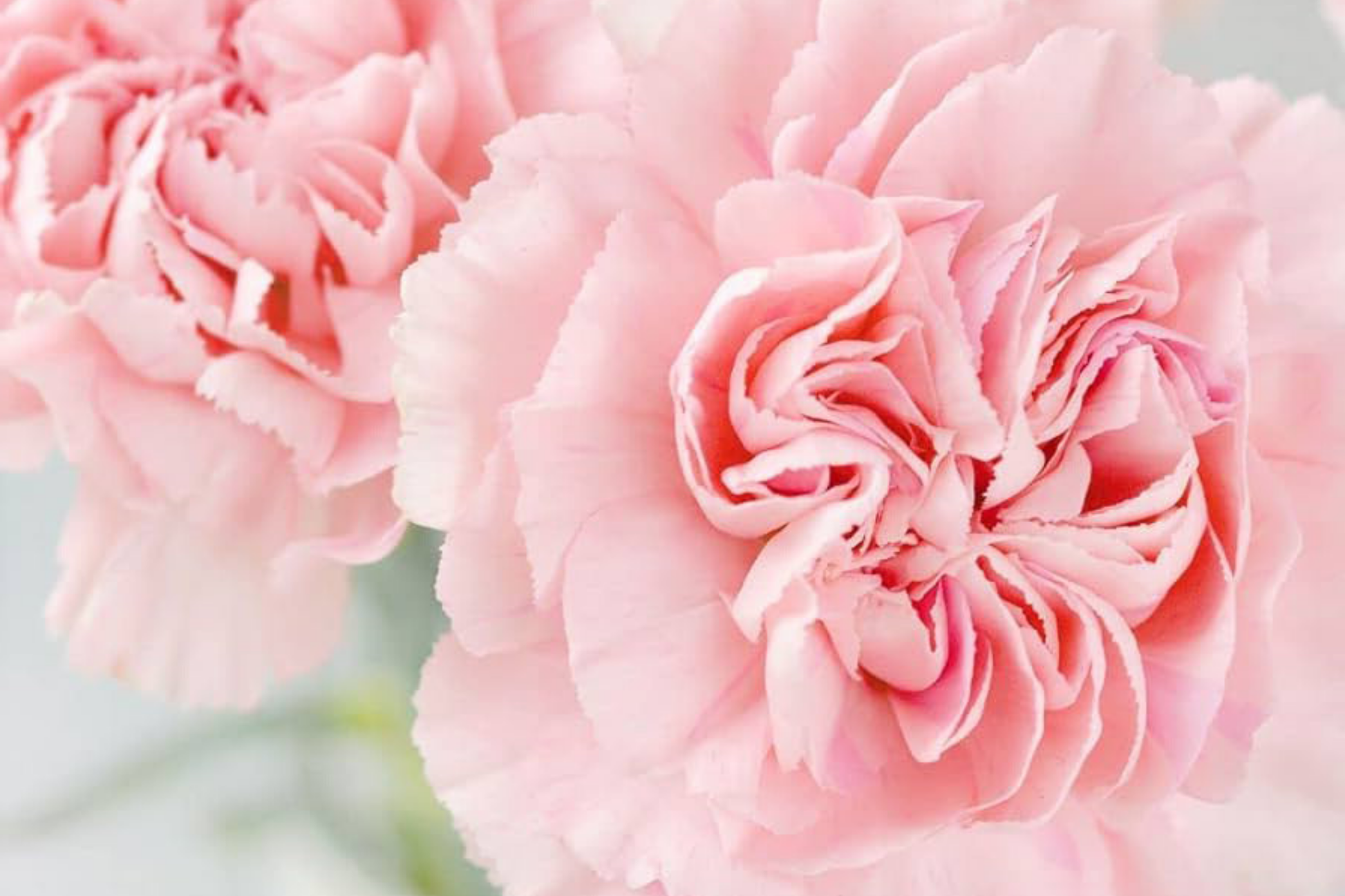 La France Carnation Seeds | 50-1,000 Non-GMO Seeds | Dianthus caryophyllus | Garden Flower Seeds