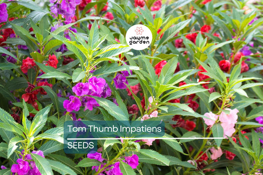 Tom Thumb Impatiens Seeds | Violet-Purple Blooms | Shade Tolerant | Non-GMO | Free Shipping | Zones 3-10