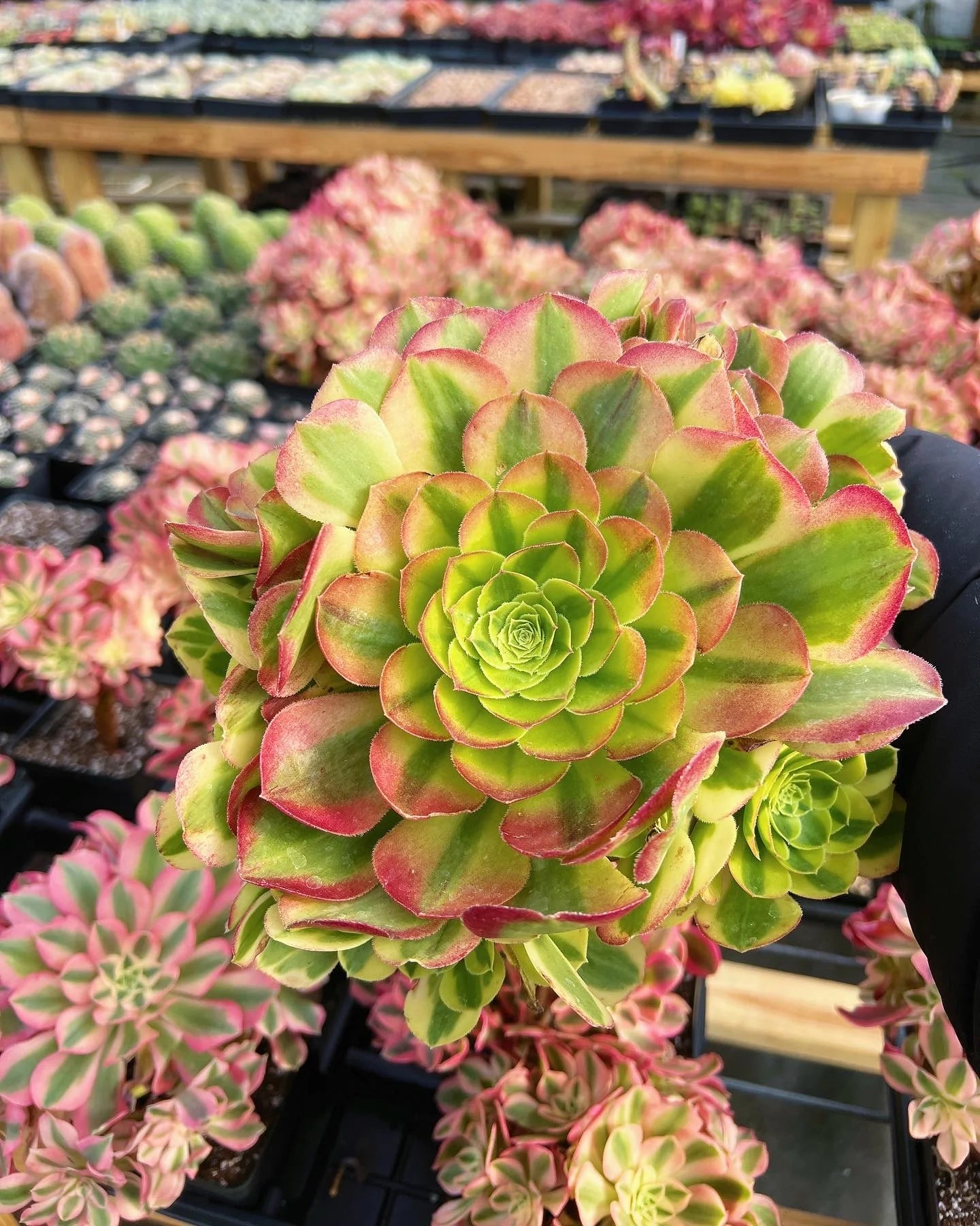 Aeonium 'Halloween' Cutting – 3–5" Madeira Rose Succulent, Rare Unrooted Stem, Orange-Green Rosette, Exotic Aeonium Variety