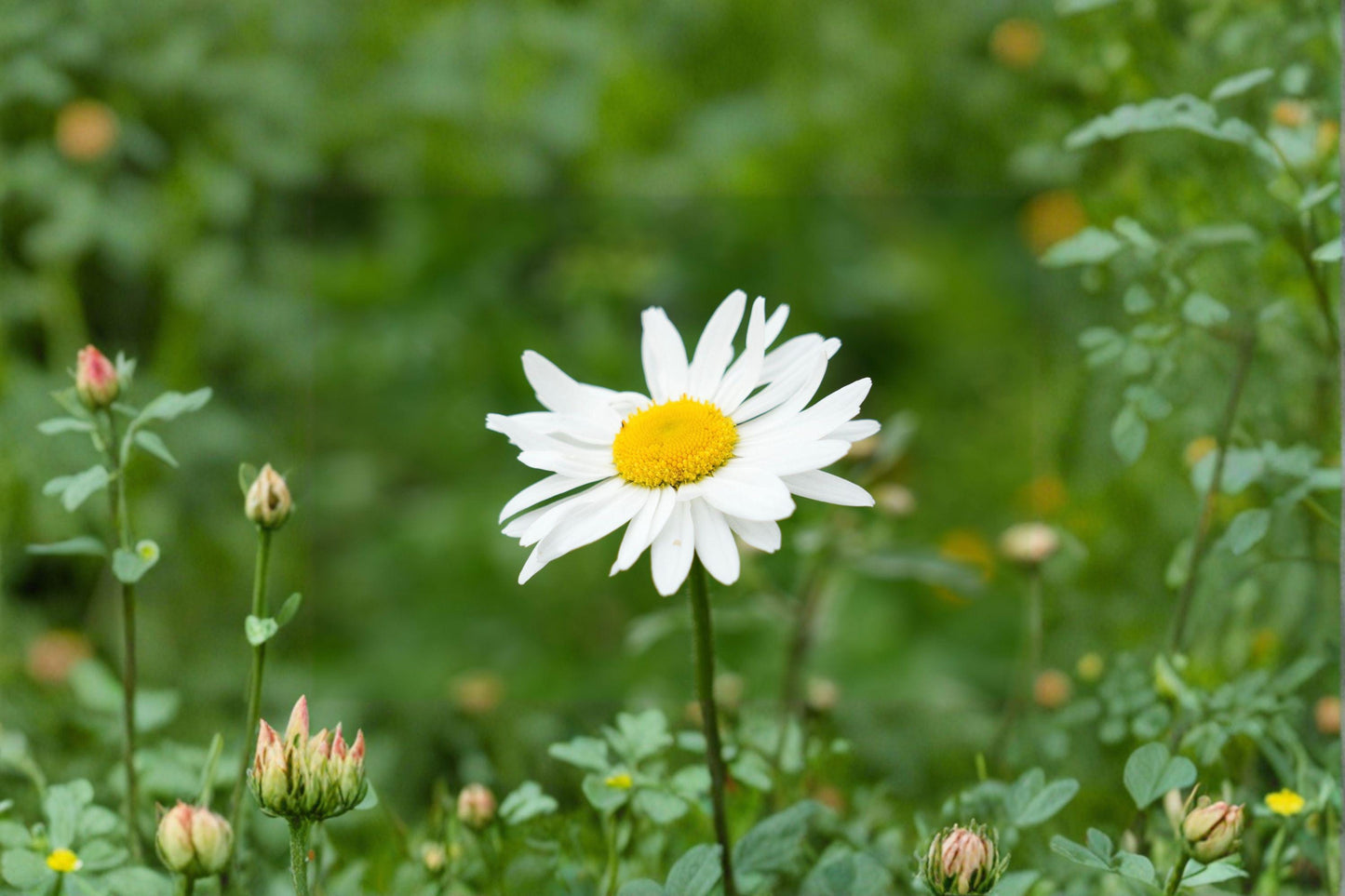100 Oxeye Daisy Seeds – Leucanthemum vulgare – White Wildflower – Cottage Garden Flower