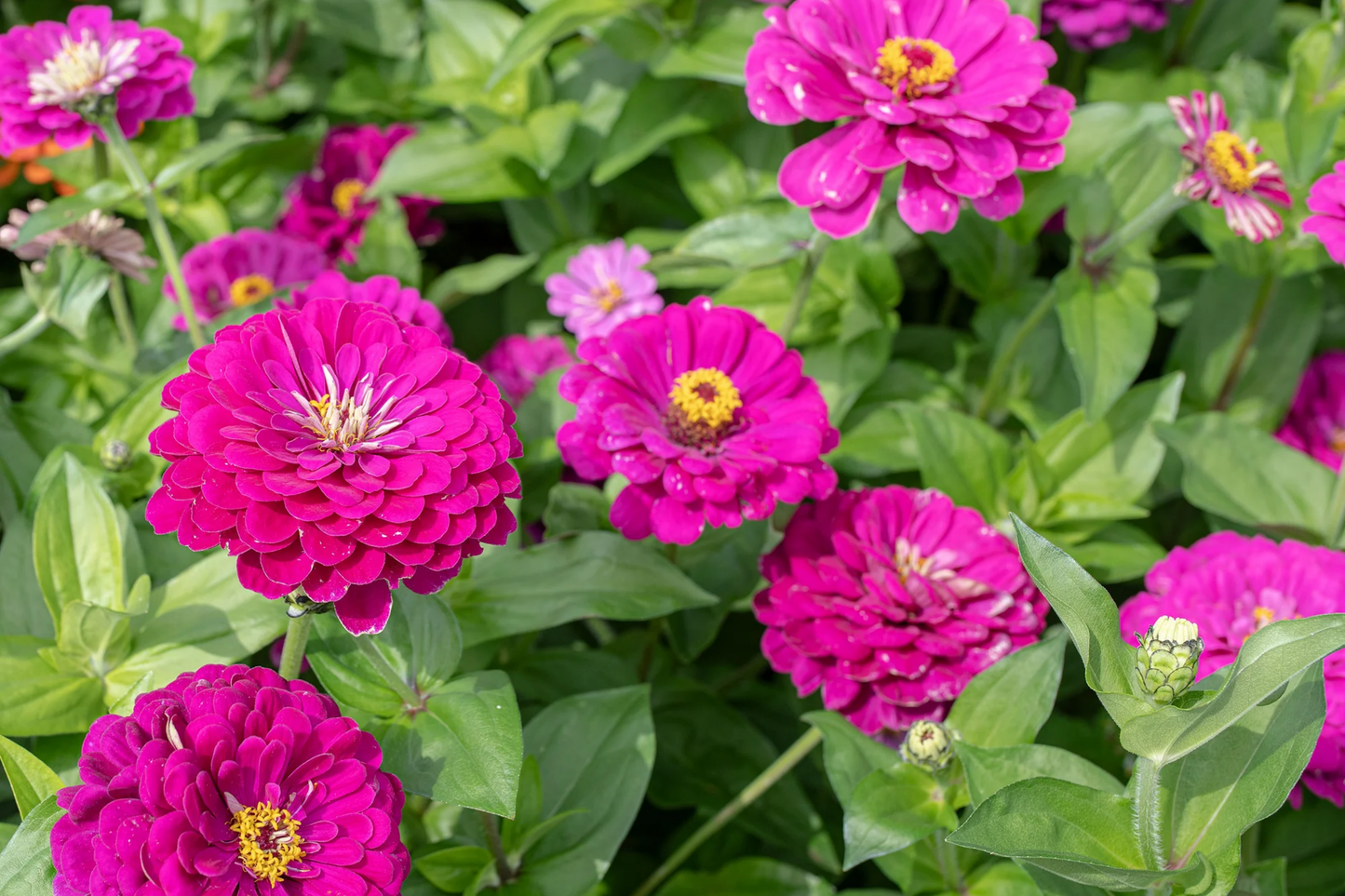 Purple Prince Zinnia Seeds | Giant Purple Flowers | Zinnia elegans | 5+ Inches | Non-GMO