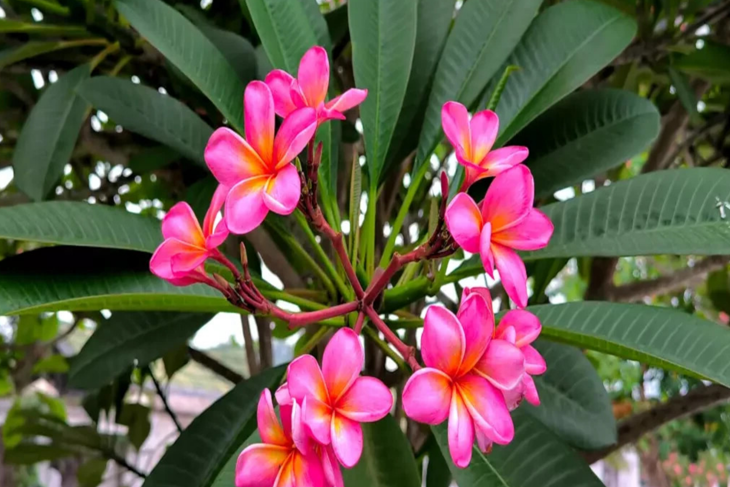 Mexican Red Plumeria Seeds - Tropical Frangipani Flower (P. rubra) - Exotic Garden Plant Starter
