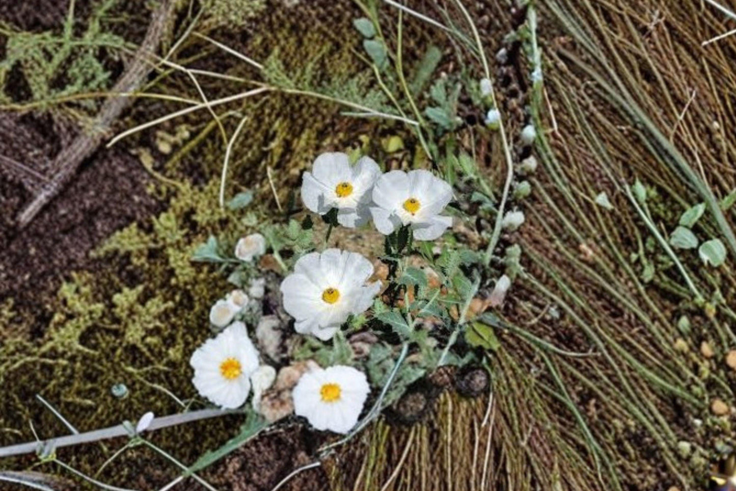 15 Seeds Argemone polyanthemos — Prickly Poppy, Drought-Tolerant Native Wildflower for Dry Soils & Full Sun