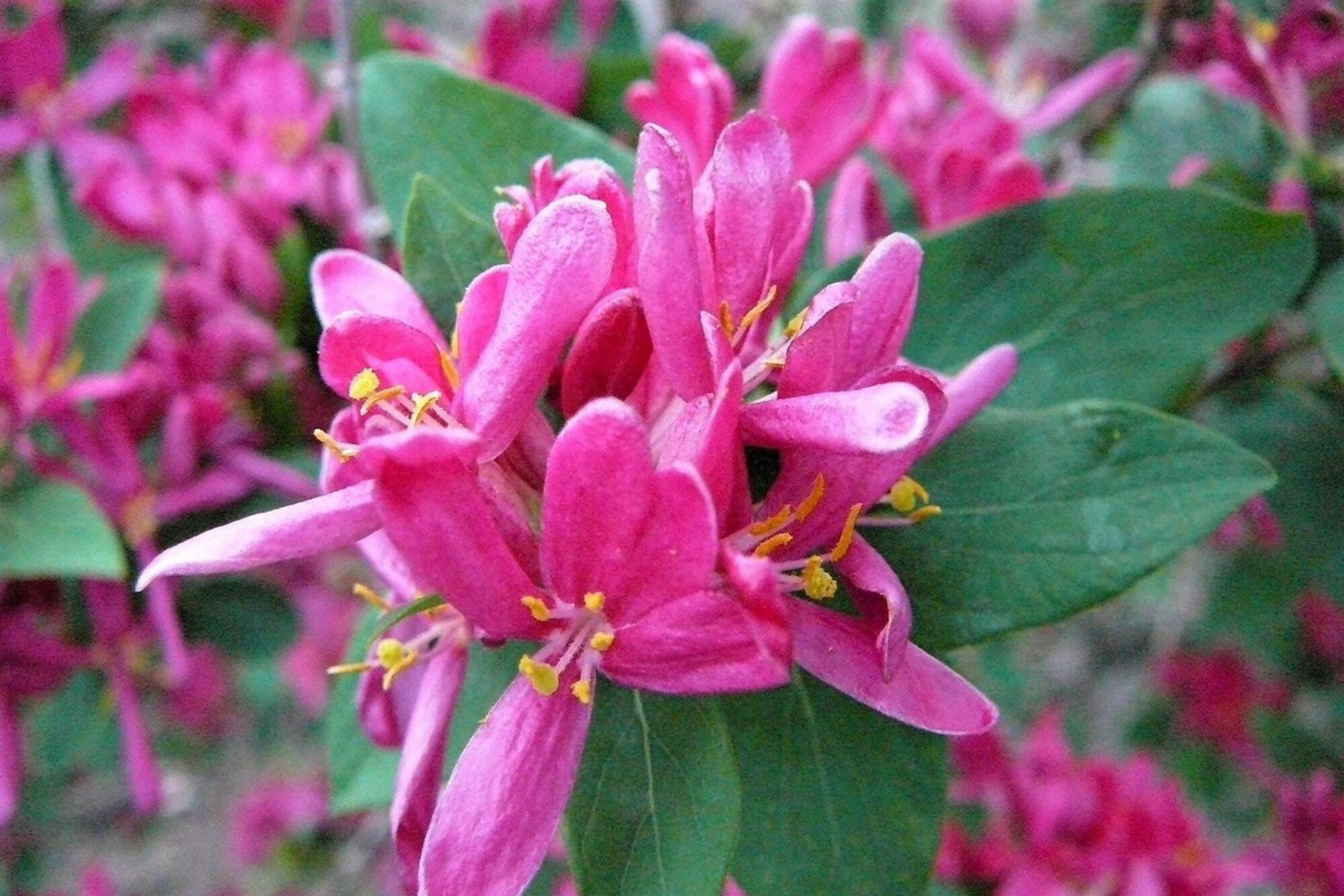 Arnold Red Tatarian Honeysuckle Shrub Seeds, Lonicera tatarica Arnold Red, Perennial Garden Plant