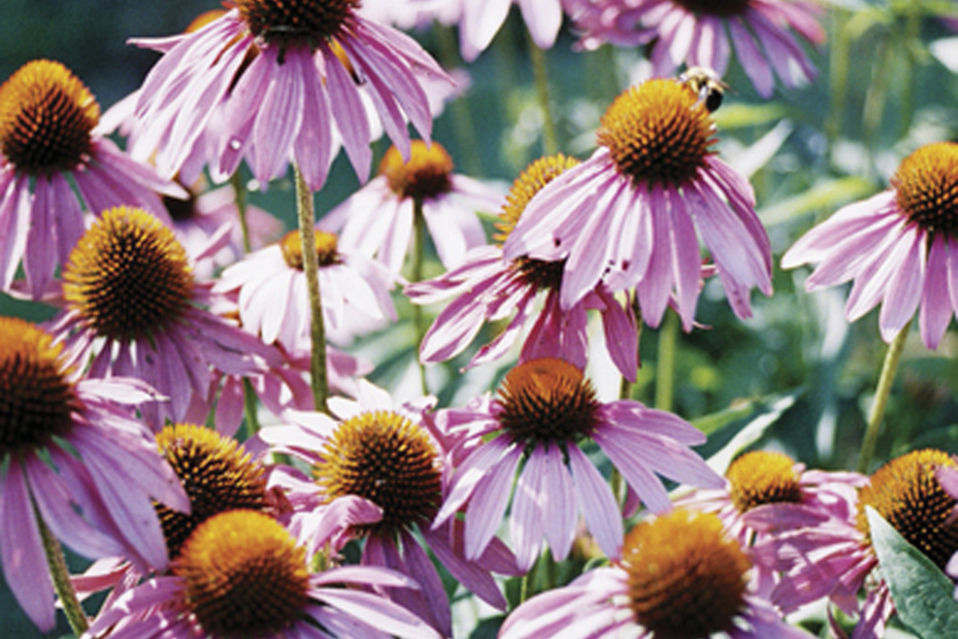 Purple Coneflower Seeds | Non-GMO | Echinacea purpurea | Garden Planting Seeds | 1259