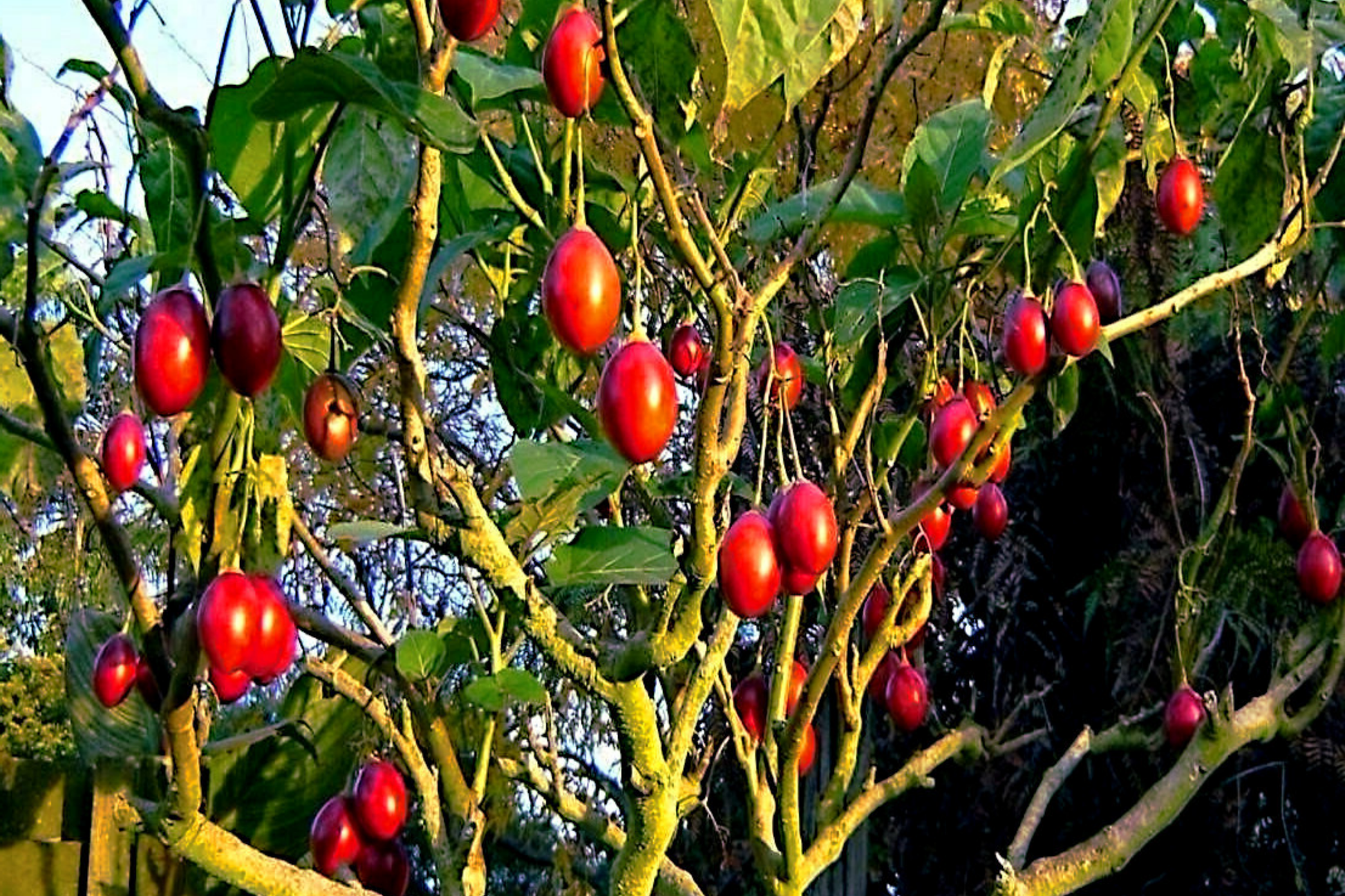 Tamarillo Tree Tomato Seeds - Fast Growing, High Yielding Variety - Solanum betaceum