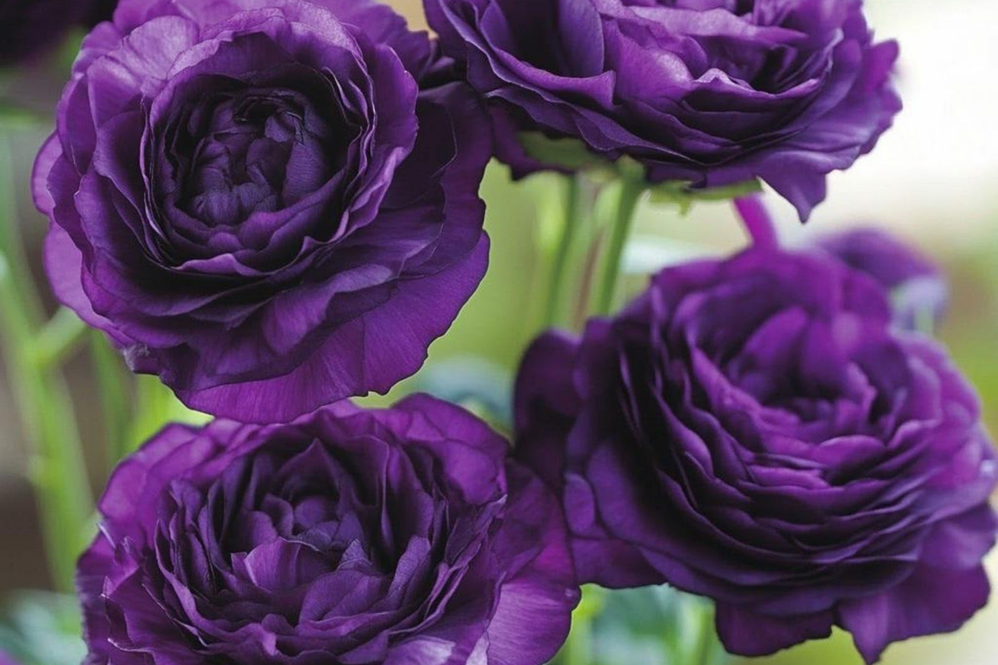 Mixed Lisianthus Flower Seeds - 300+ Perennial Eustoma Seeds for Outdoor Planting, Cut Flowers