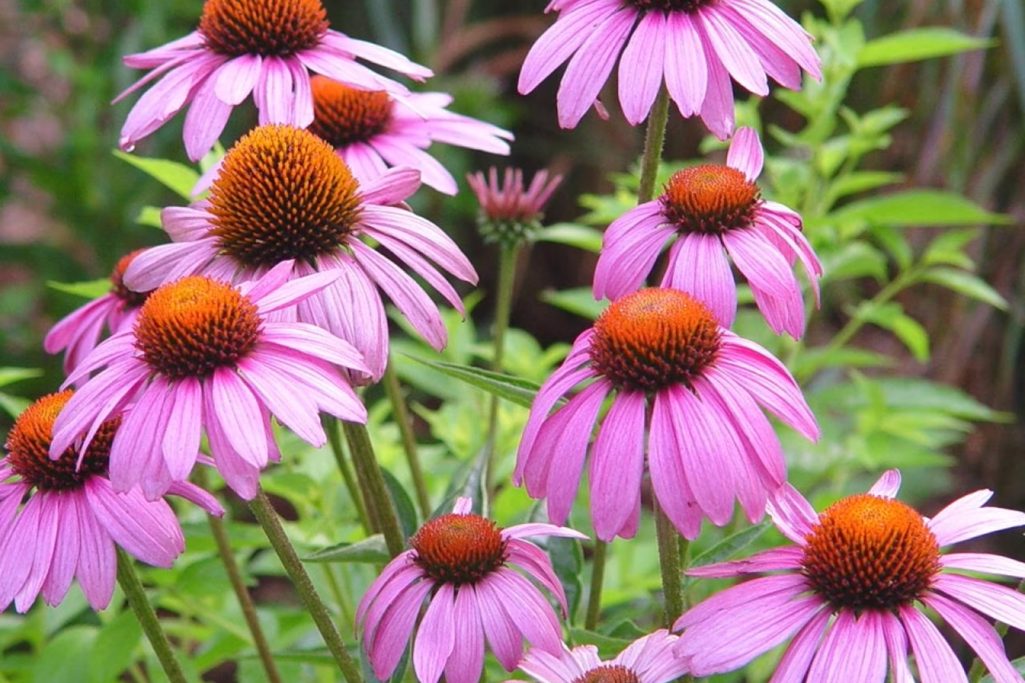 Purple Coneflower Seeds - Hedgehog Cone - Echinacea purpurea - 2025 Planting - USA Garden Flower