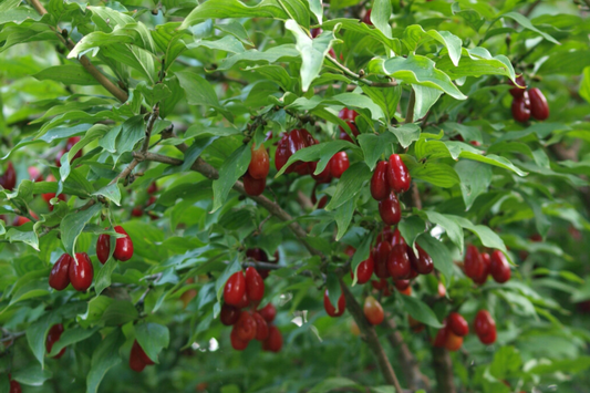 Cornelian Cherry Dogwood Tree Seeds - Edible, Hardy, Showy - Cornus mas