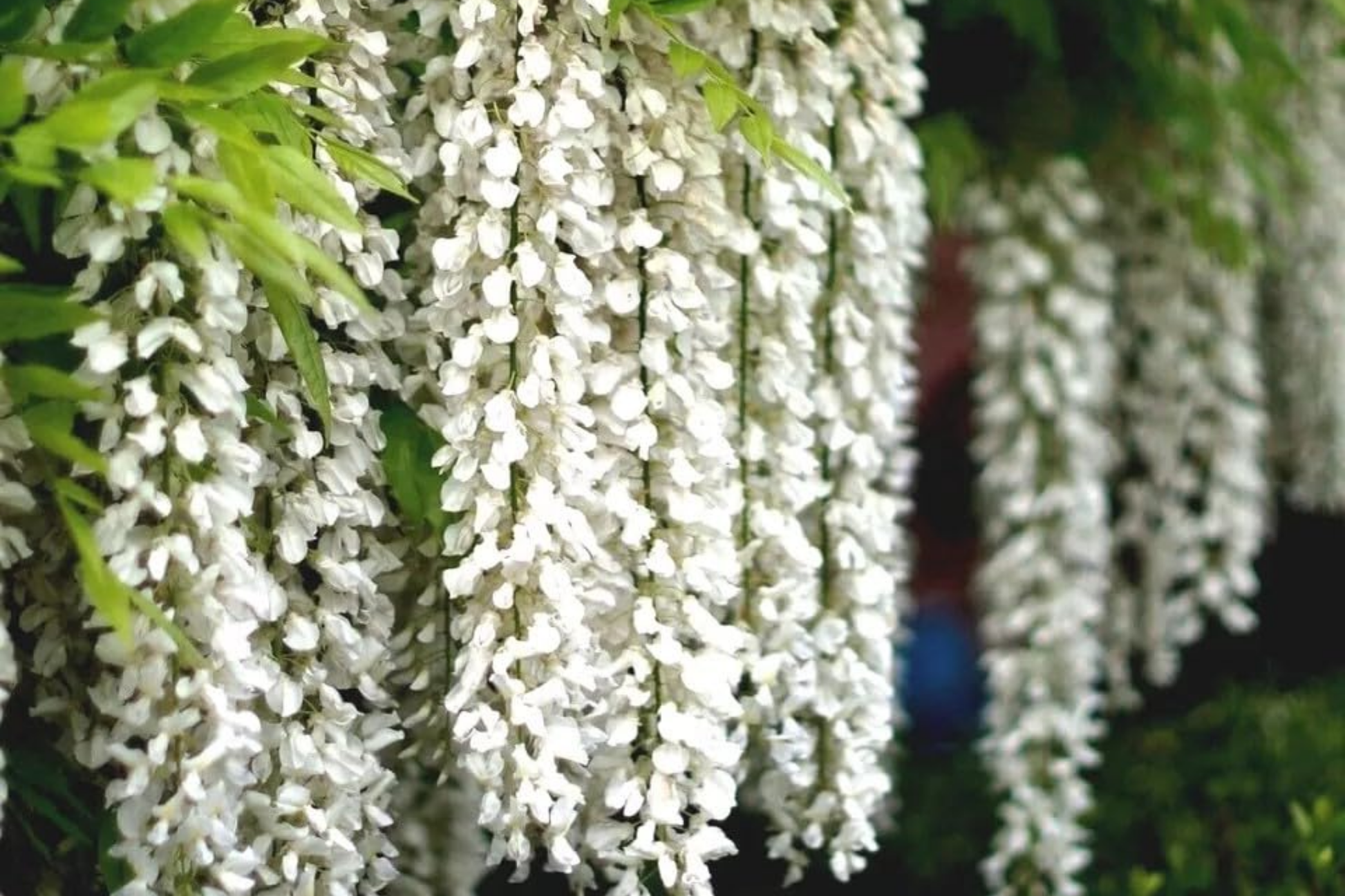 White Wisteria Seeds - Floribunda Alba Climbing Flower Vine - Rare Hardy Plant - Ideal for Gardens and Landscapes