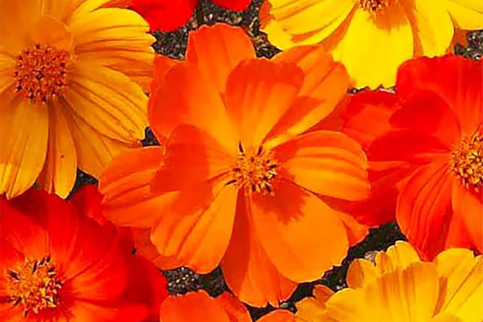 Cosmos Seeds, Bright Lights Variety, 50-1,000 Seeds, Free Shipping, Cosmos bipinnatus