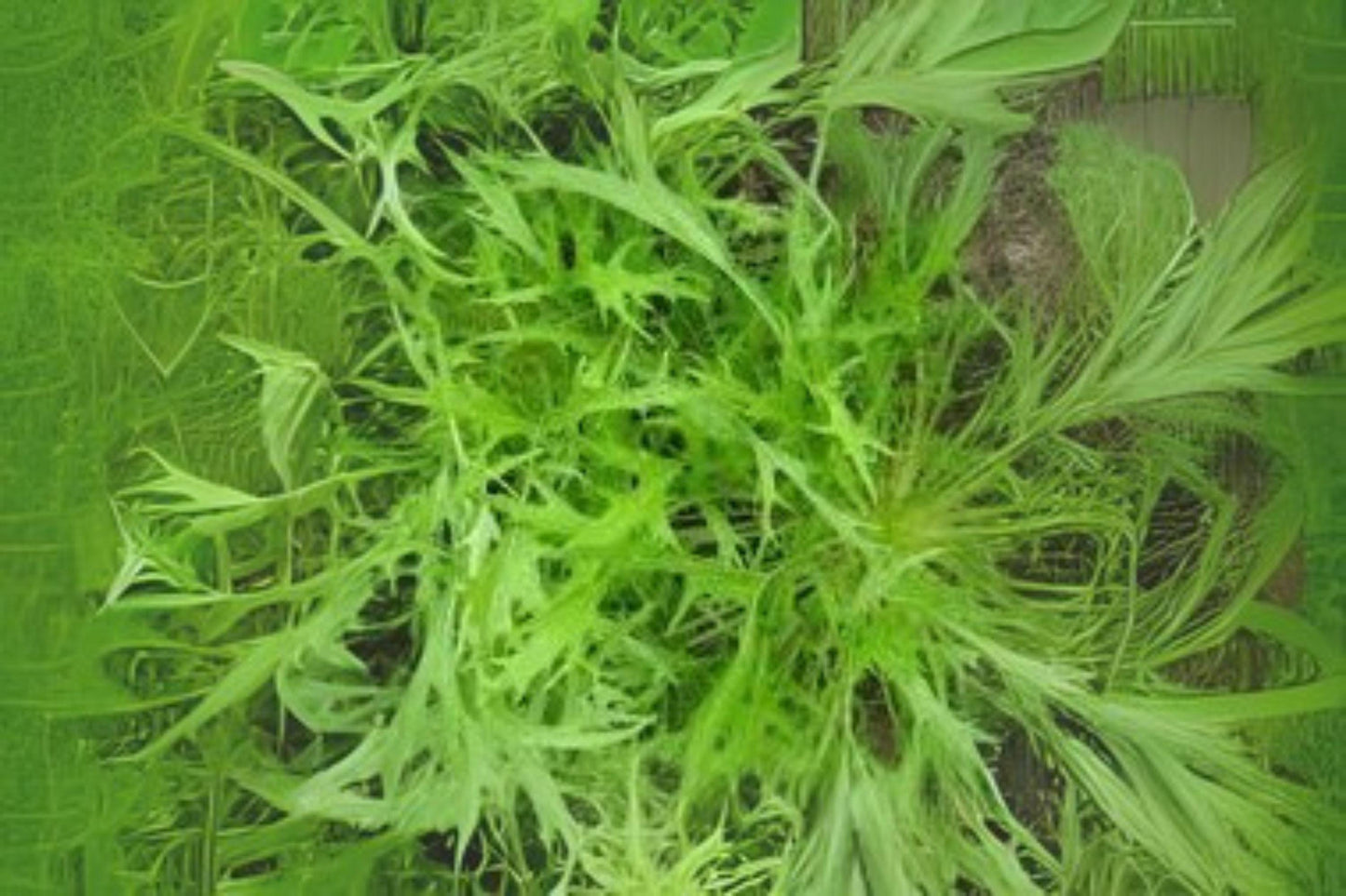 Mizuna Spinach Seeds: Fast Growing Asian Green, Heirloom Variety