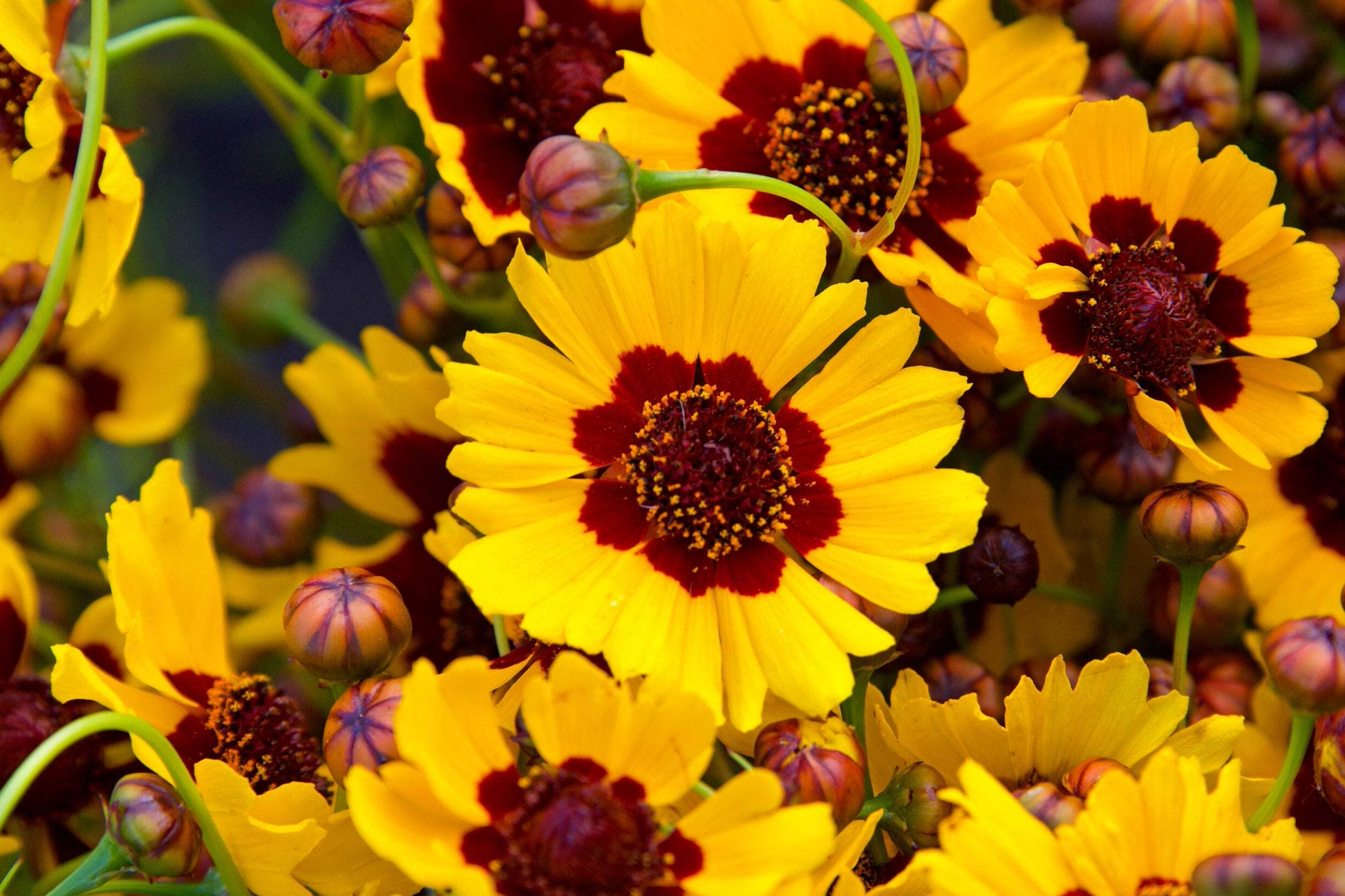 Coreopsis Seeds | 300-6,000 Non-GMO Plains Coreopsis | Free Shipping | Flower Garden Seeds