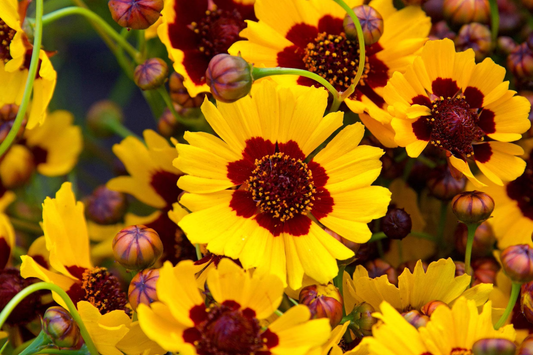 Coreopsis Seeds | 300-6,000 Non-GMO Plains Coreopsis | Free Shipping | Flower Garden Seeds