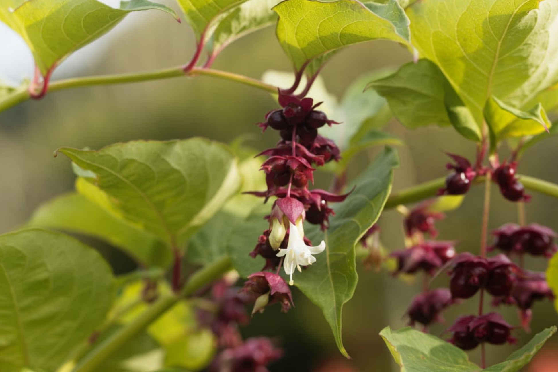 Himalayan Honeysuckle Seeds - 1000 Bulk Hardy Perennial (Leycesteria formosa) - Maries Green Garden