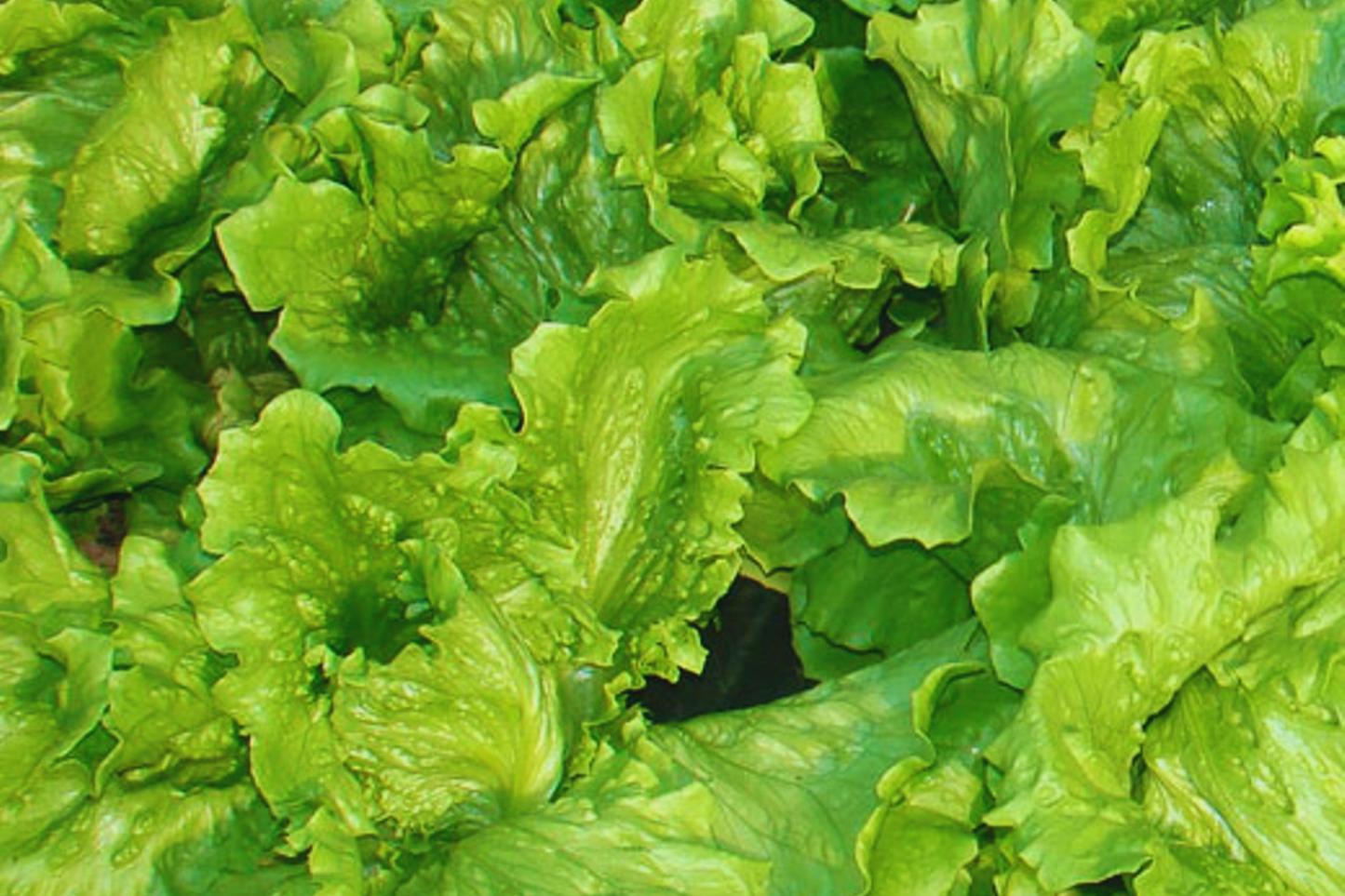 Black Seeded Simpson Lettuce Seeds | Non-GMO | Fresh Garden Seeds | Lactuca sativa