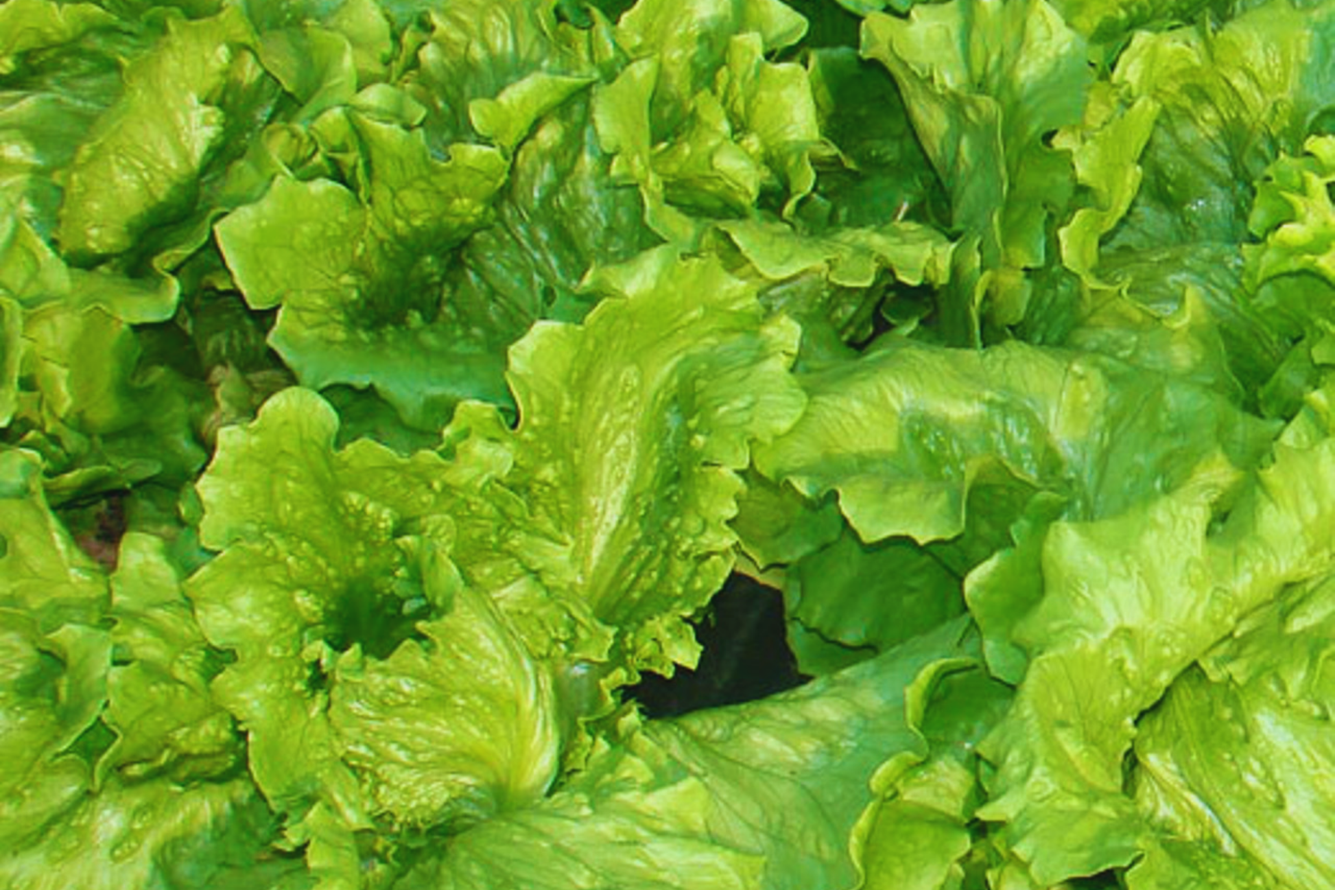 Black Seeded Simpson Lettuce Seeds | Non-GMO | Fresh Garden Seeds | Lactuca sativa