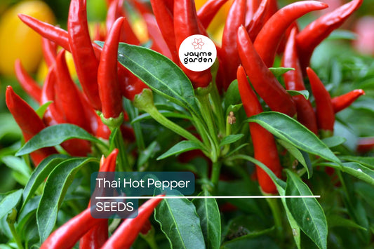 Thai Hot Pepper Seeds | Heirloom, Non-GMO | 50,000-100,000 Scoville| USDA Zones 3-10 | Free Shipping