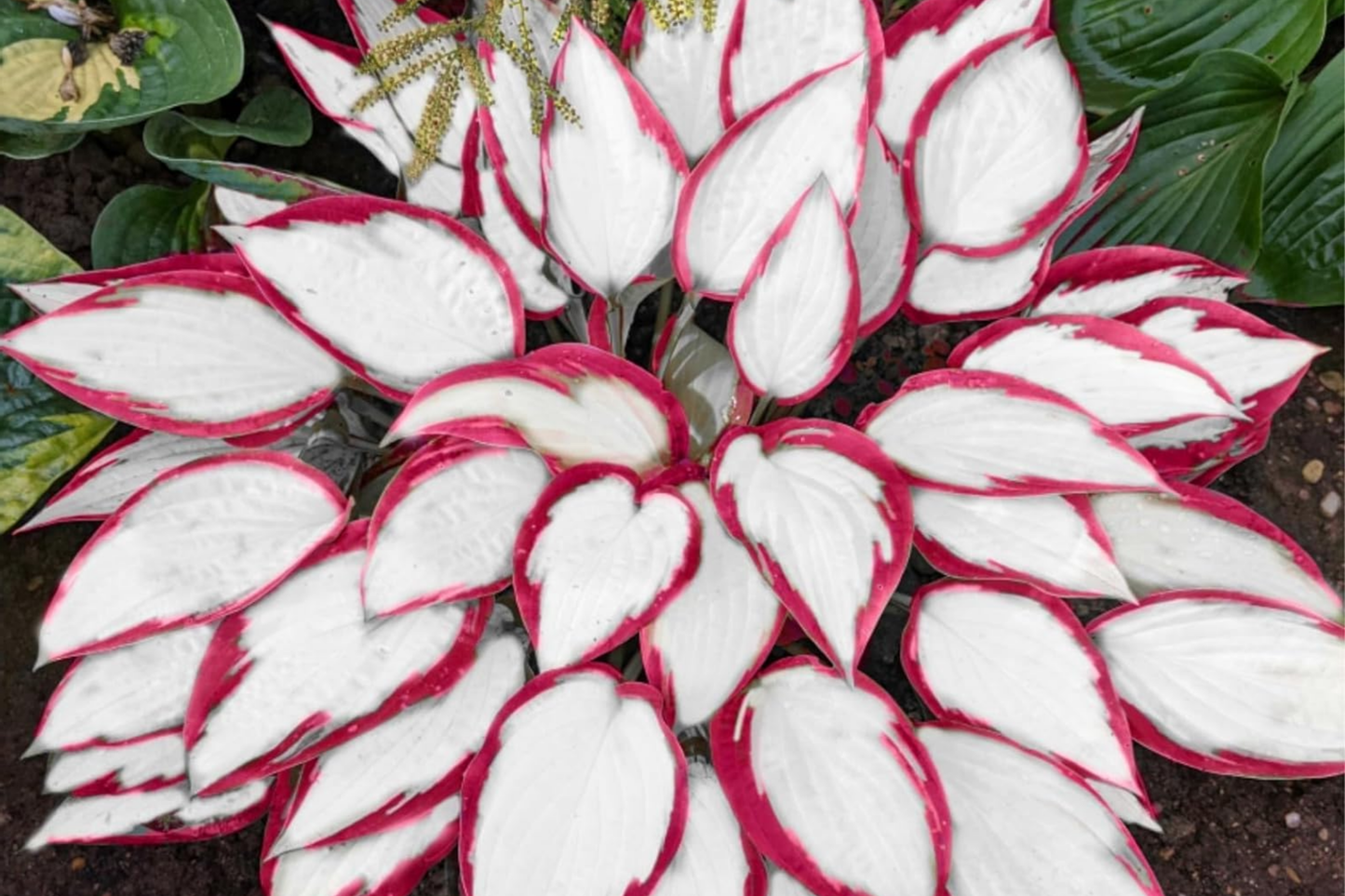 Hosta Seeds 200+ Count Perennial White Red Varieties for Outdoor Garden Planting - Hosta spp.